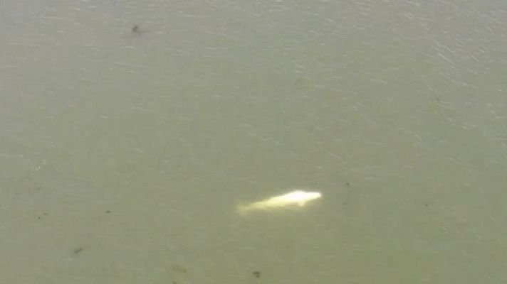 Telediario 1 - Avistan una ballena beluga en el río Sena, desorientada y baja de peso