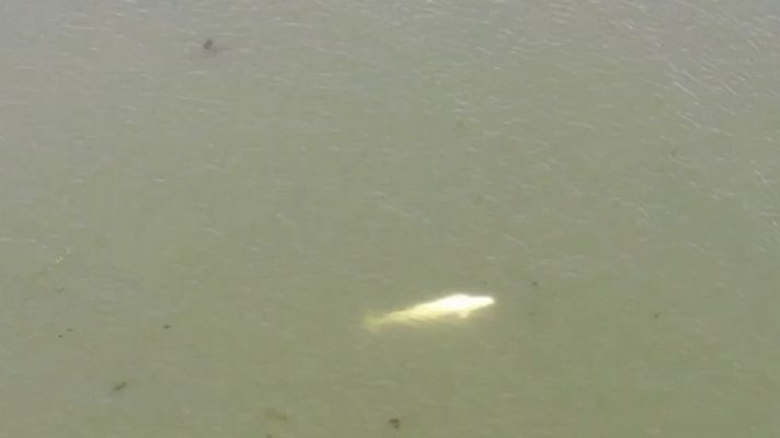 Avistan una ballena beluga en el río Sena, desorientada y baja de peso      