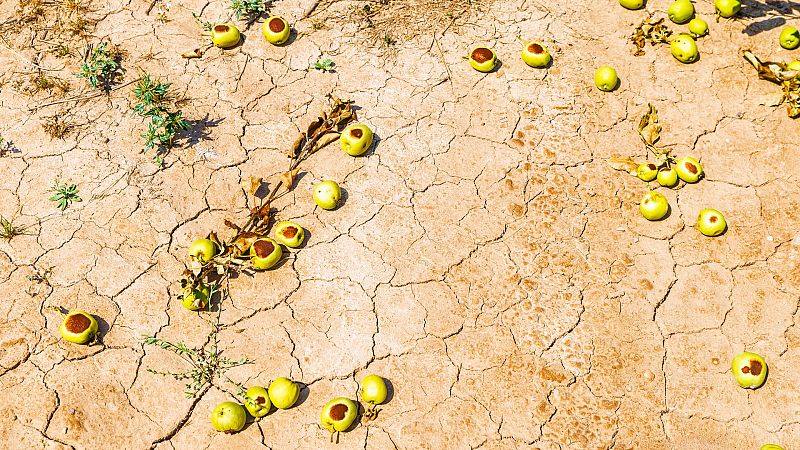 El granizo vuelve a causar destrozos en frutales de comarcas de Lleida