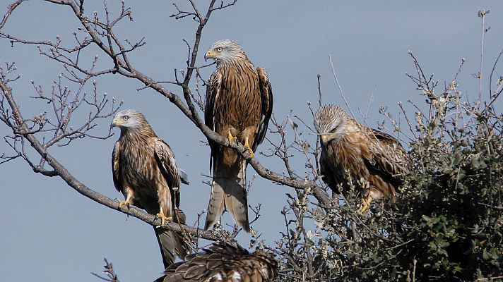 Cazadores salvajes - Wild hunters - Episodio 10: Águilas y halcones -  Documental en RTVE