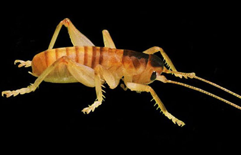  Gracias a cámaras de alta sensibilidad de grabación nocturna, un grupo de investigadores ha logrado capturar por primera vez imágenes de un grillo que poliniza plantas, algo totalmente nuevo para la ciencia.