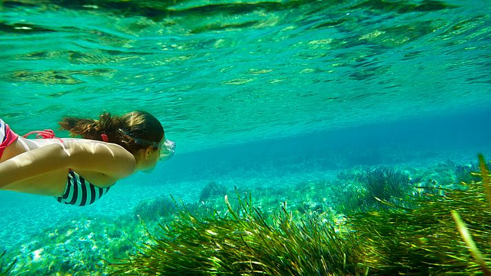 Telediario 1 - El aumento de la temperatura del mar amenaza la biodiversidad
