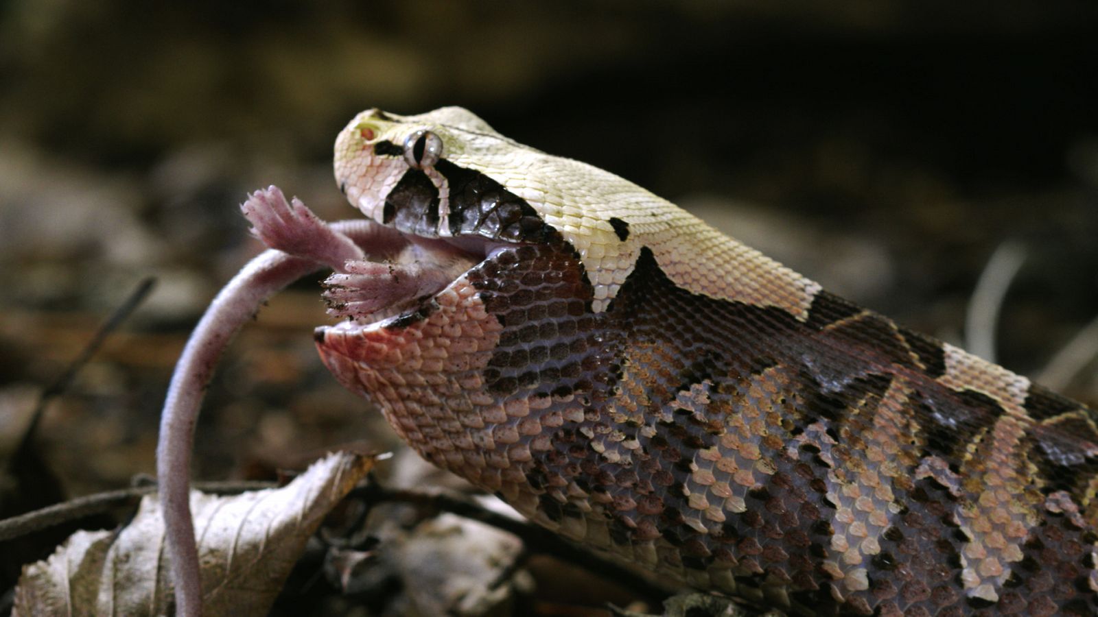 Cazadores salvajes - Wild hunters - Episodio 12: Cazadores - ver ahora