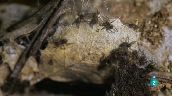 Som Documentals - Els aràcnids