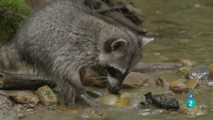 Som Documentals - Els mustèlids