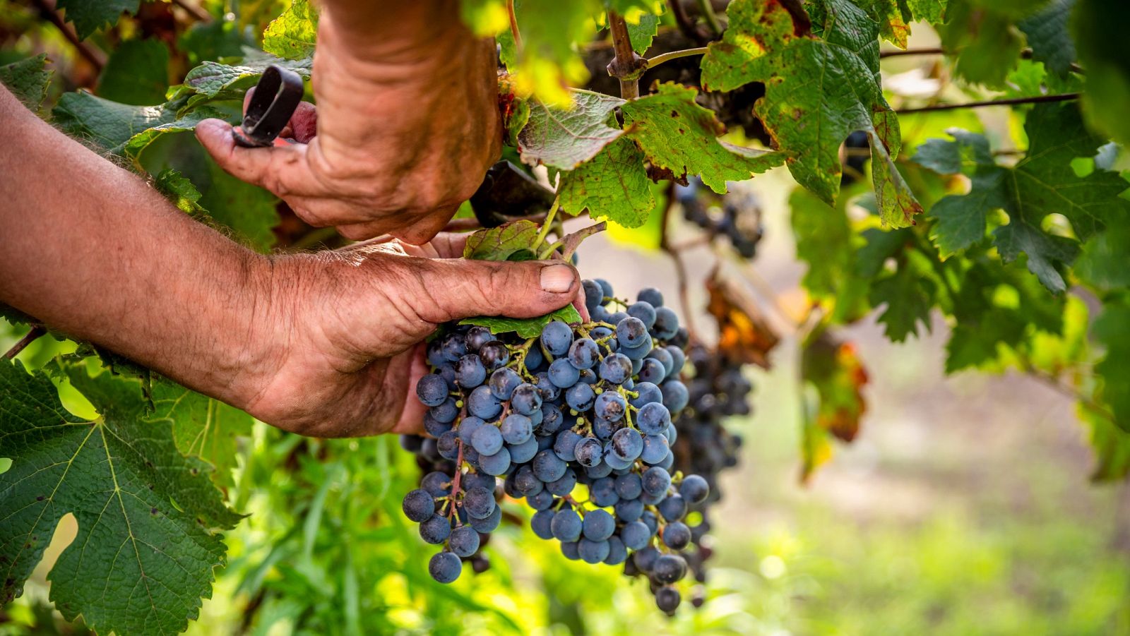 Los productores de uva riojanos creen la cosecha bajará entre un 10 % y un 15 % - Informativo 24h | Ver
