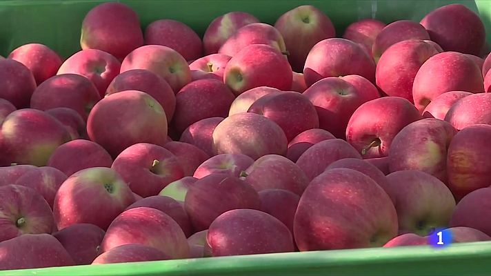 A Girona, baixa la producció de poma, però serà més dolça per la calor