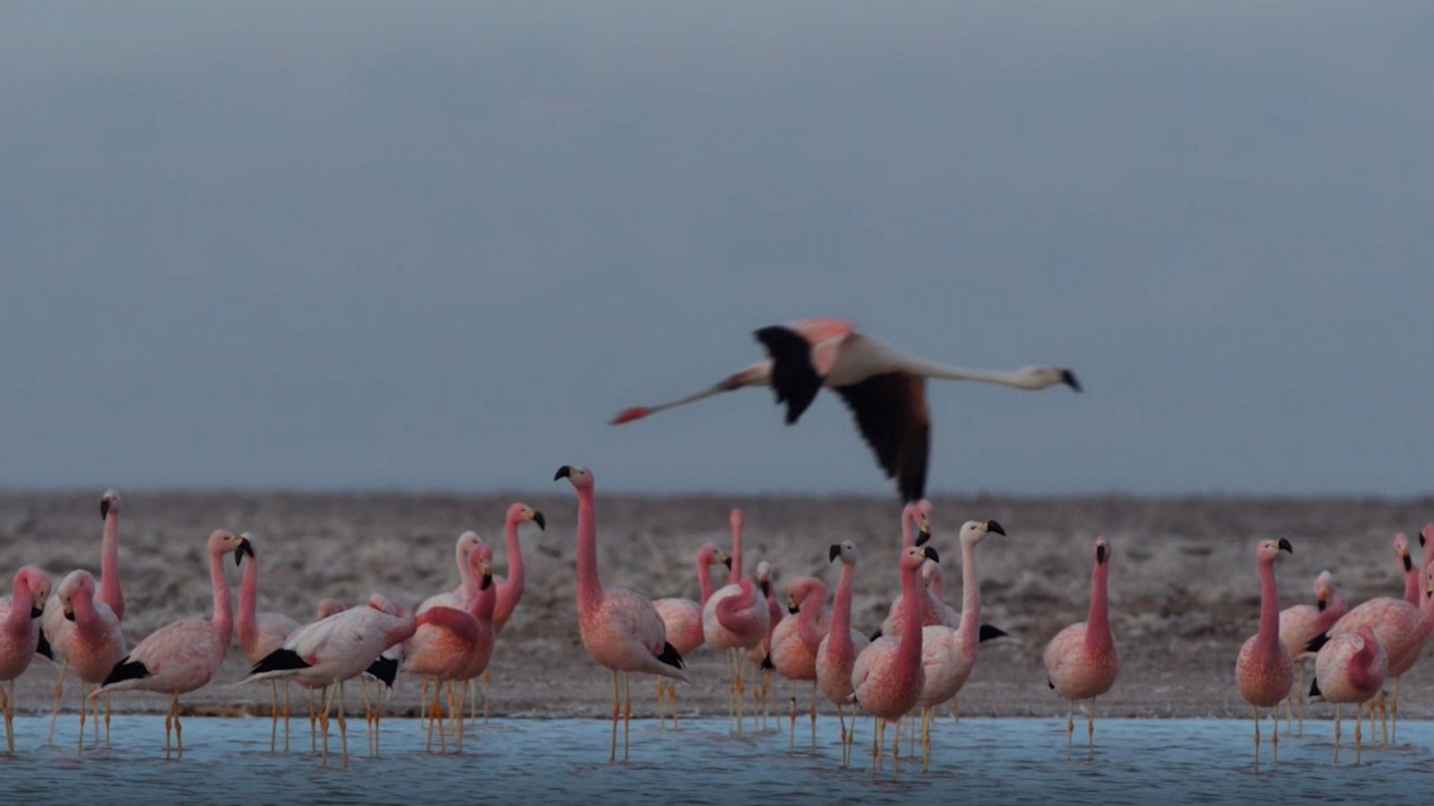 Luchadores salvajes - Episodio 1: La lucha por la vida - ver ahora