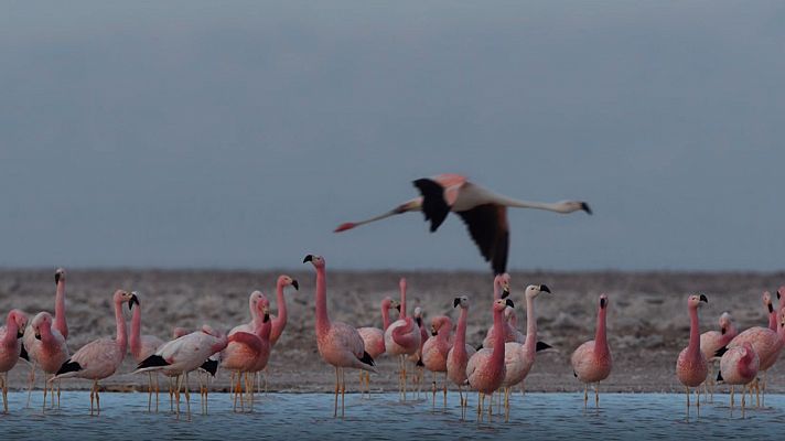 Luchadores salvajes - La lucha por la vida