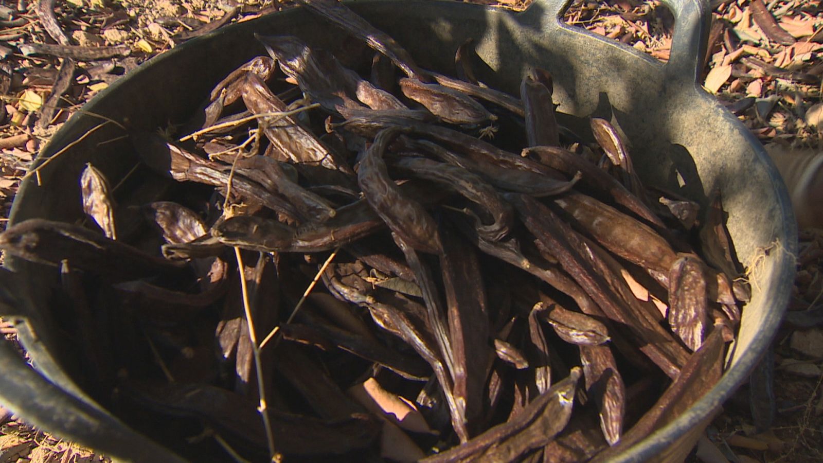 El elevado precio de la algarroba ha multiplicado los robos