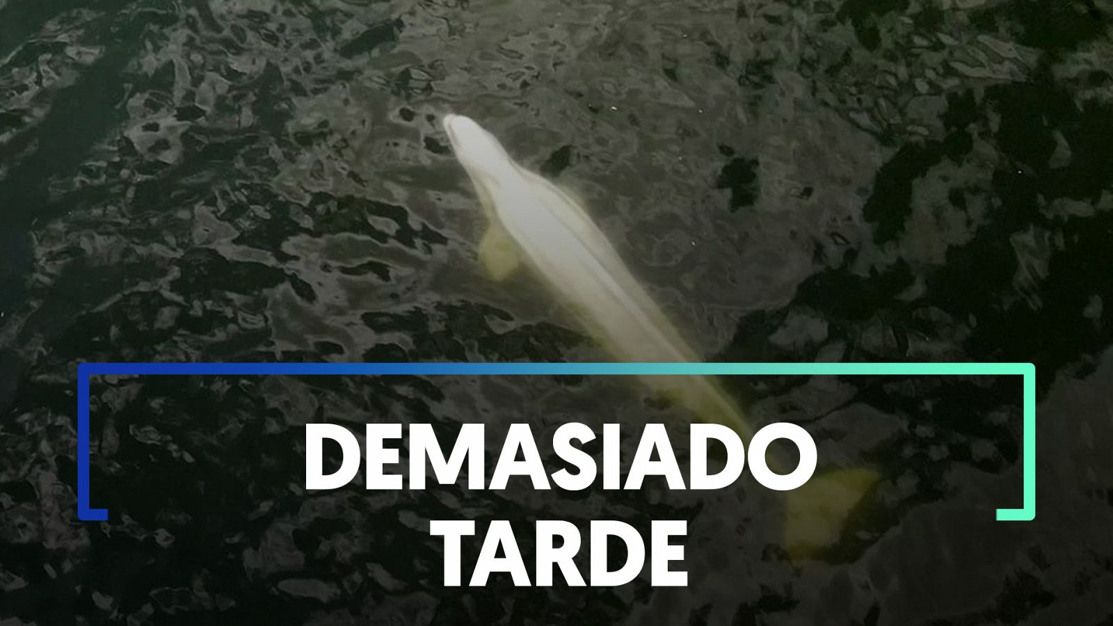 Muere la beluga atrapada en el Sena tras empeorar su salud