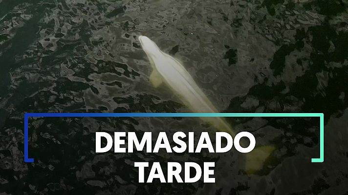 Muere la ballena beluga atrapada en el Sena