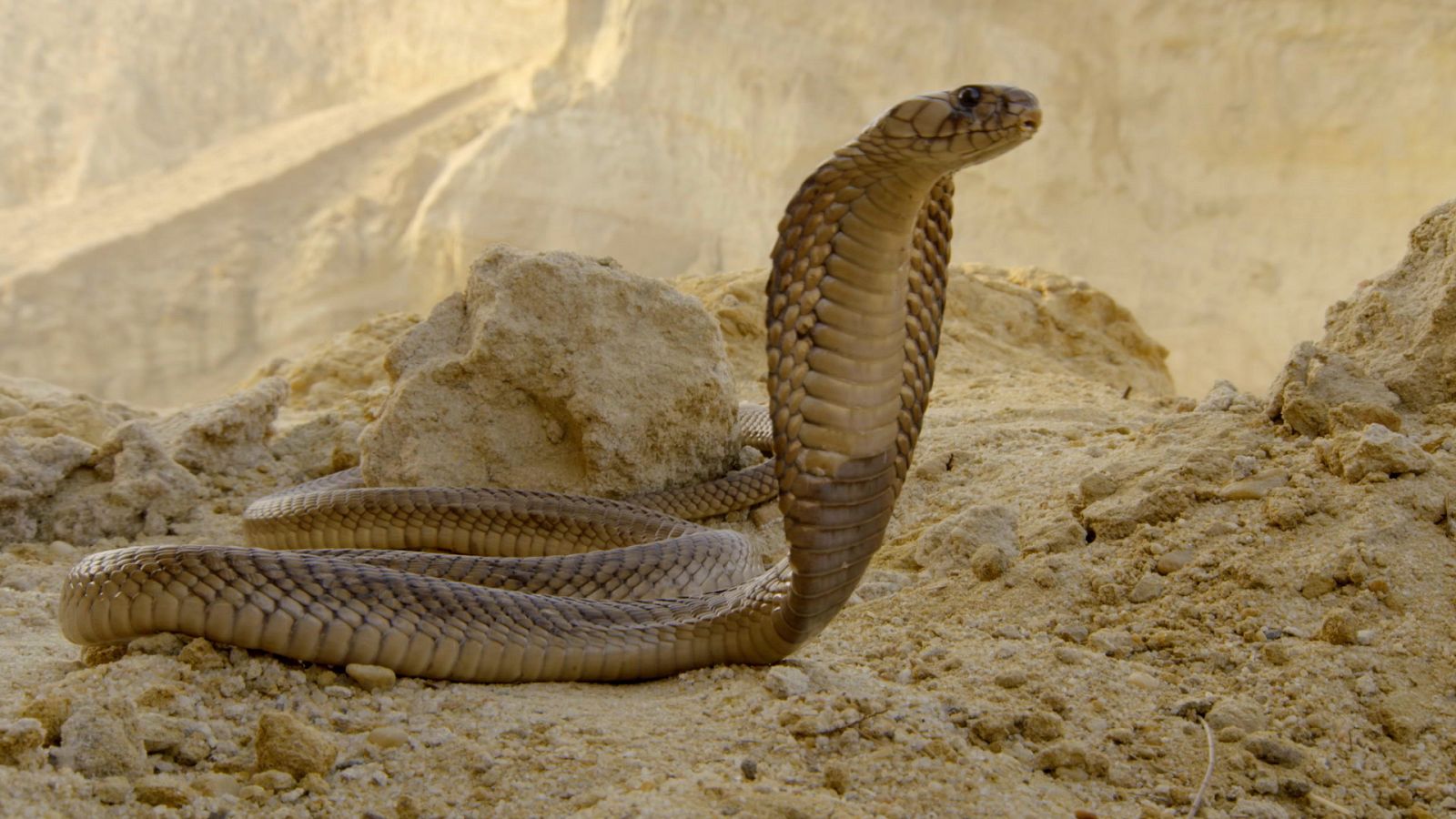 Supervivencia extrema Episodio 8 Defensas animales