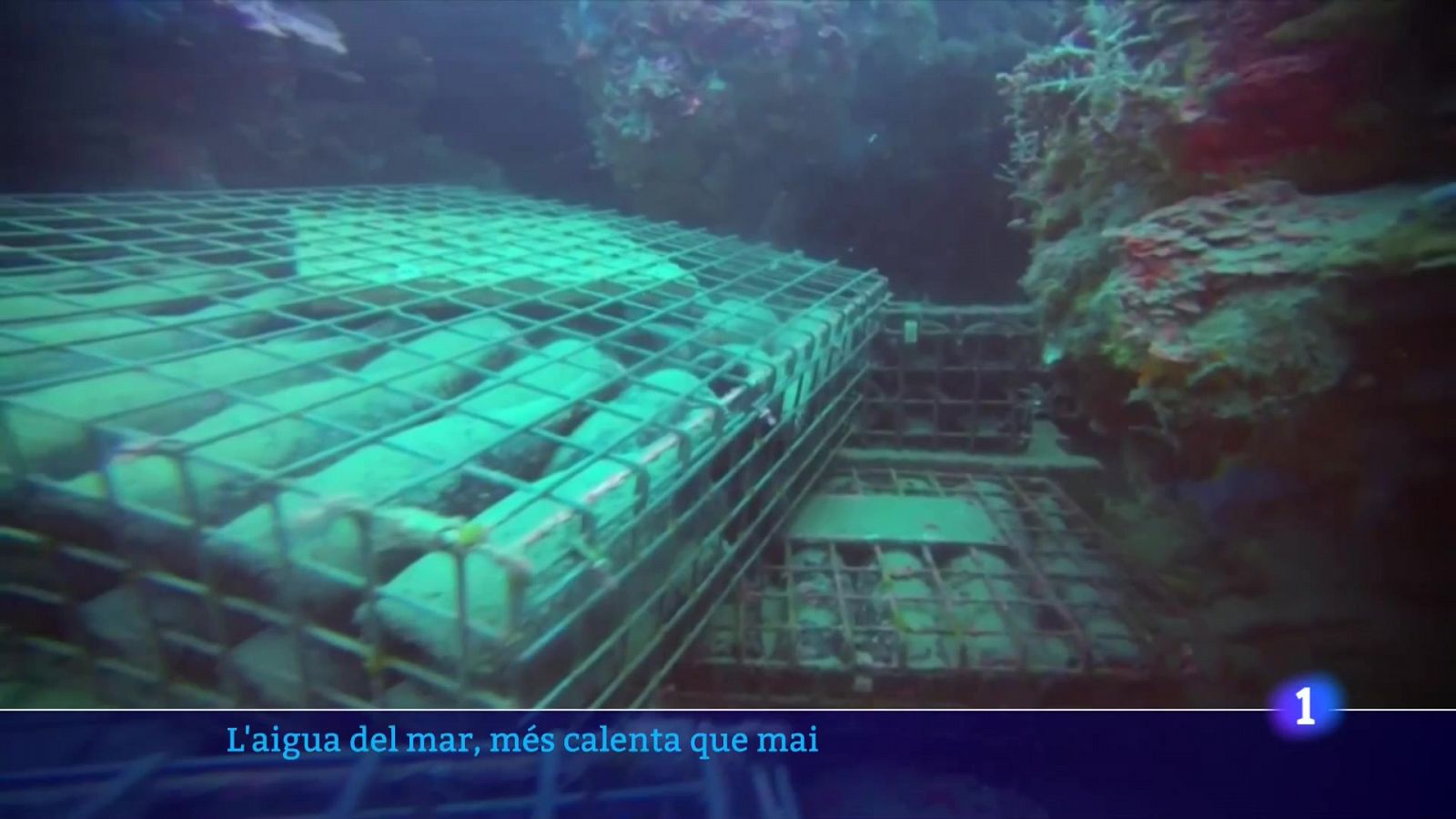 Es perd una quarta part de la collita de musclos del Delta