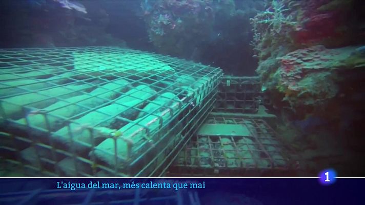 L'Informatiu - Es perd una quarta part de la collita de musclos del Delta