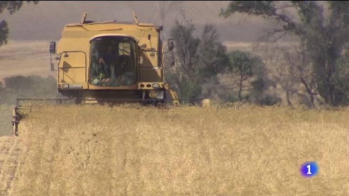 Noticias Andalucía - Campaña del garbanzo en Andalucía