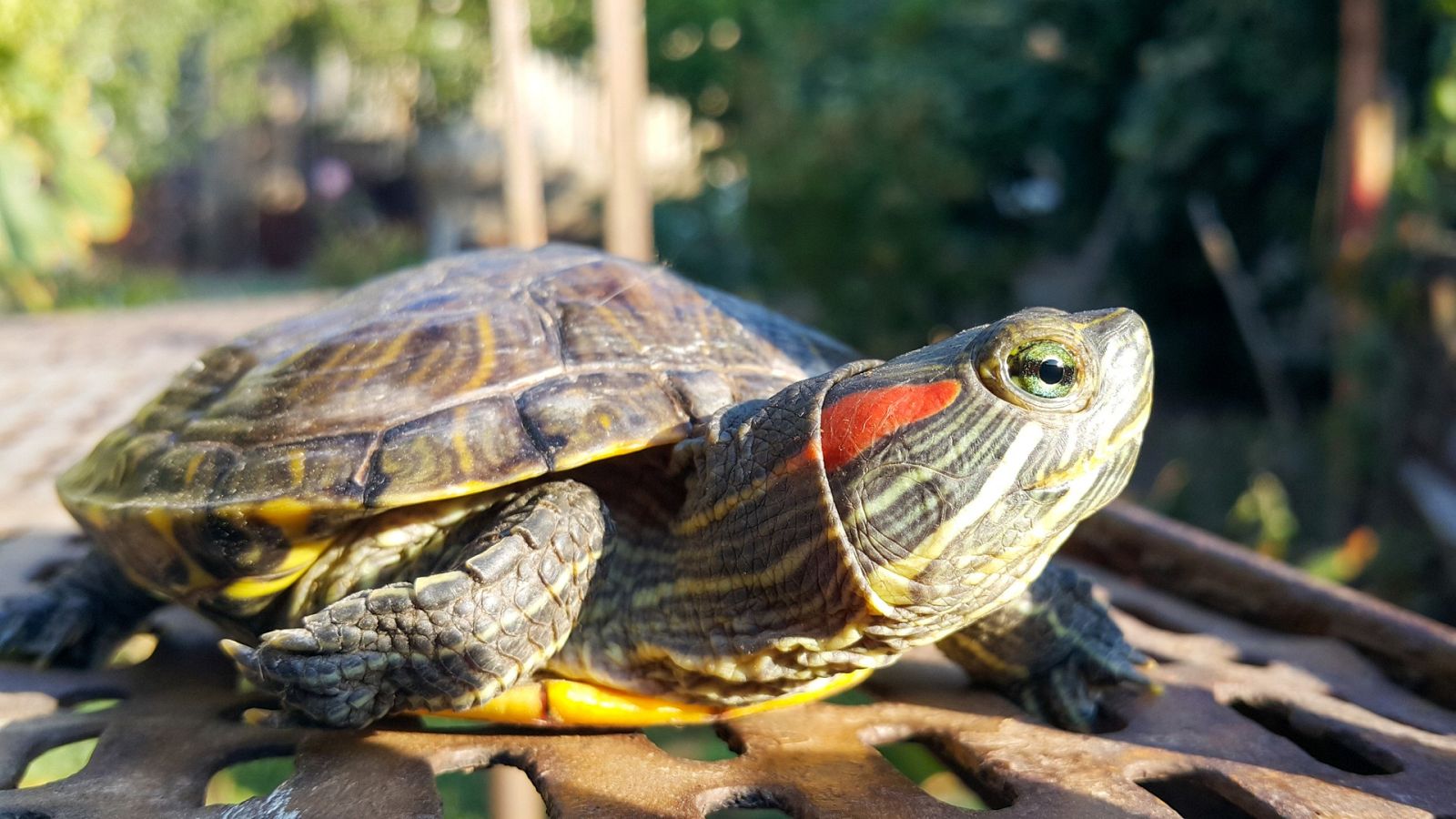 ¿Para qué sirve el caparazón de las tortugas?