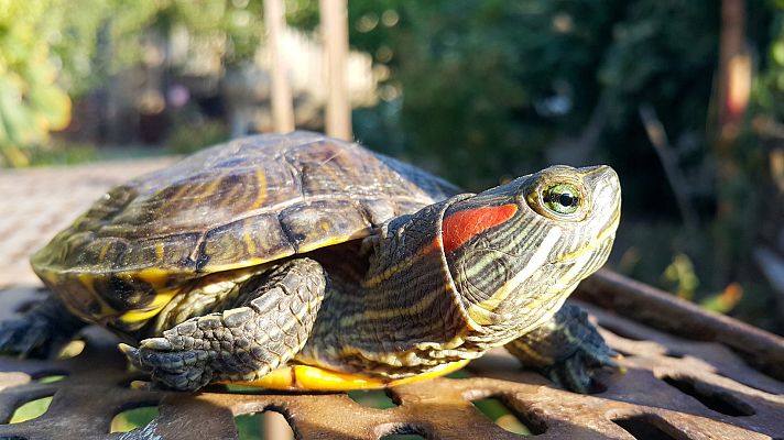 ¿Para qué sirve el caparazón de las tortugas?