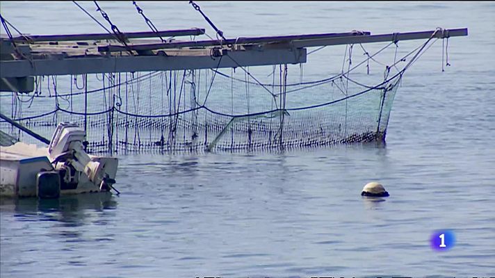 L'informatiu - Comunitat Valenciana - El calor asfixia a la clóchina valenciana