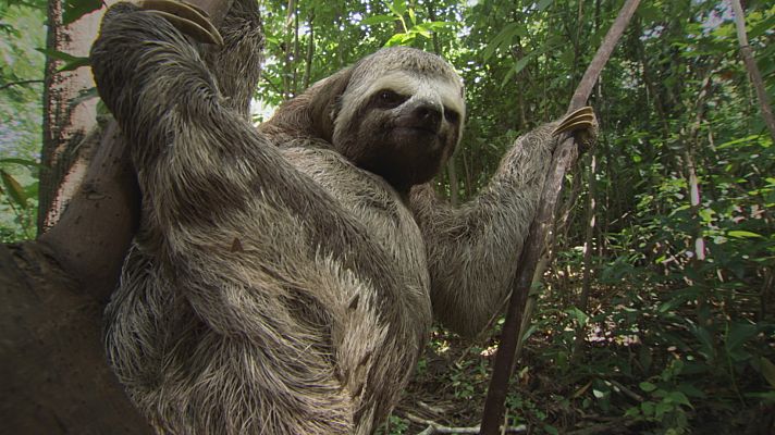 Supervivencia extrema - Rarezas animales
