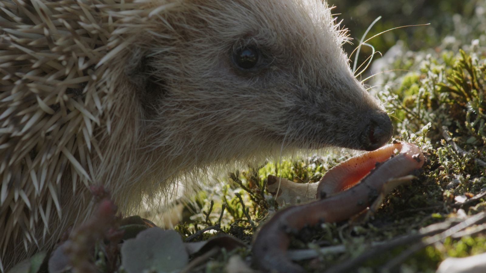 Cazadores salvajes - Wild hunters - Episodio 13: Microcazadores - ver ahora