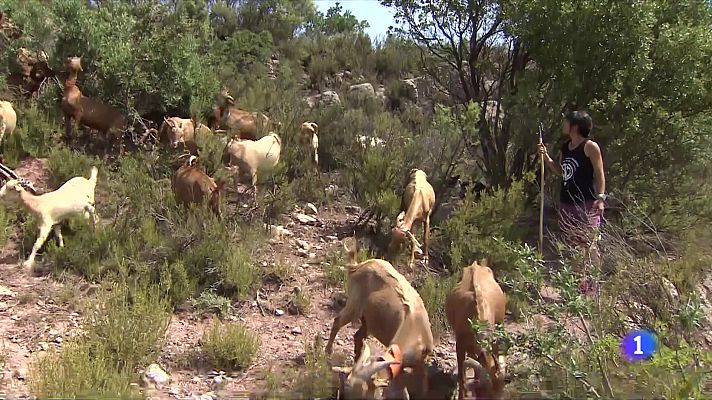 La gestió dels boscos amb recursos naturals