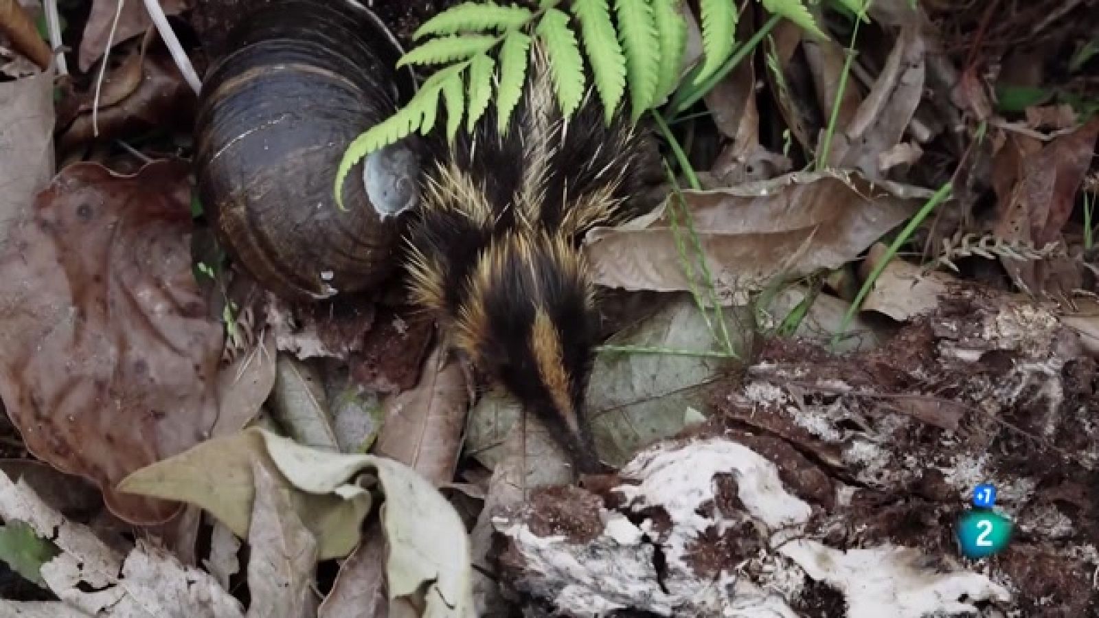 Caçadors salvatges - Wild hunters -  Els microcaçadors - Veure Ara