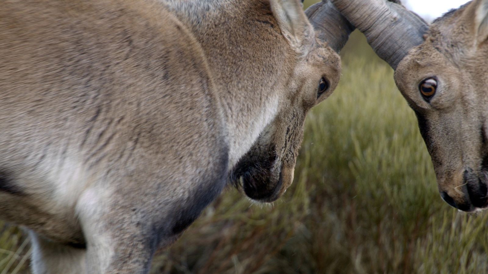 Luchadores salvajes - Episodio 2: La lucha por la familia - Documental en RTVE