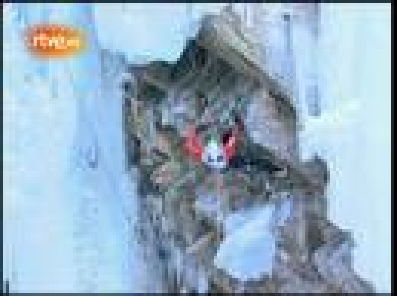 En Colorado se ha celebrado la Feria Internacional de Escalada en Hielo. Los escaladores tienen que trepar con la ayuda de crampones.