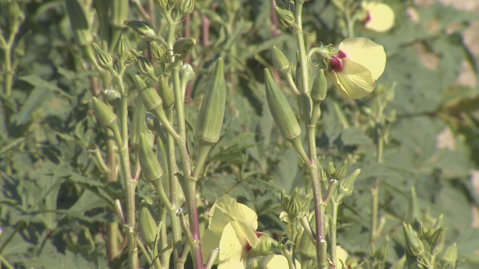 Abanilla es pionera en el cultivo de okra al aire libre