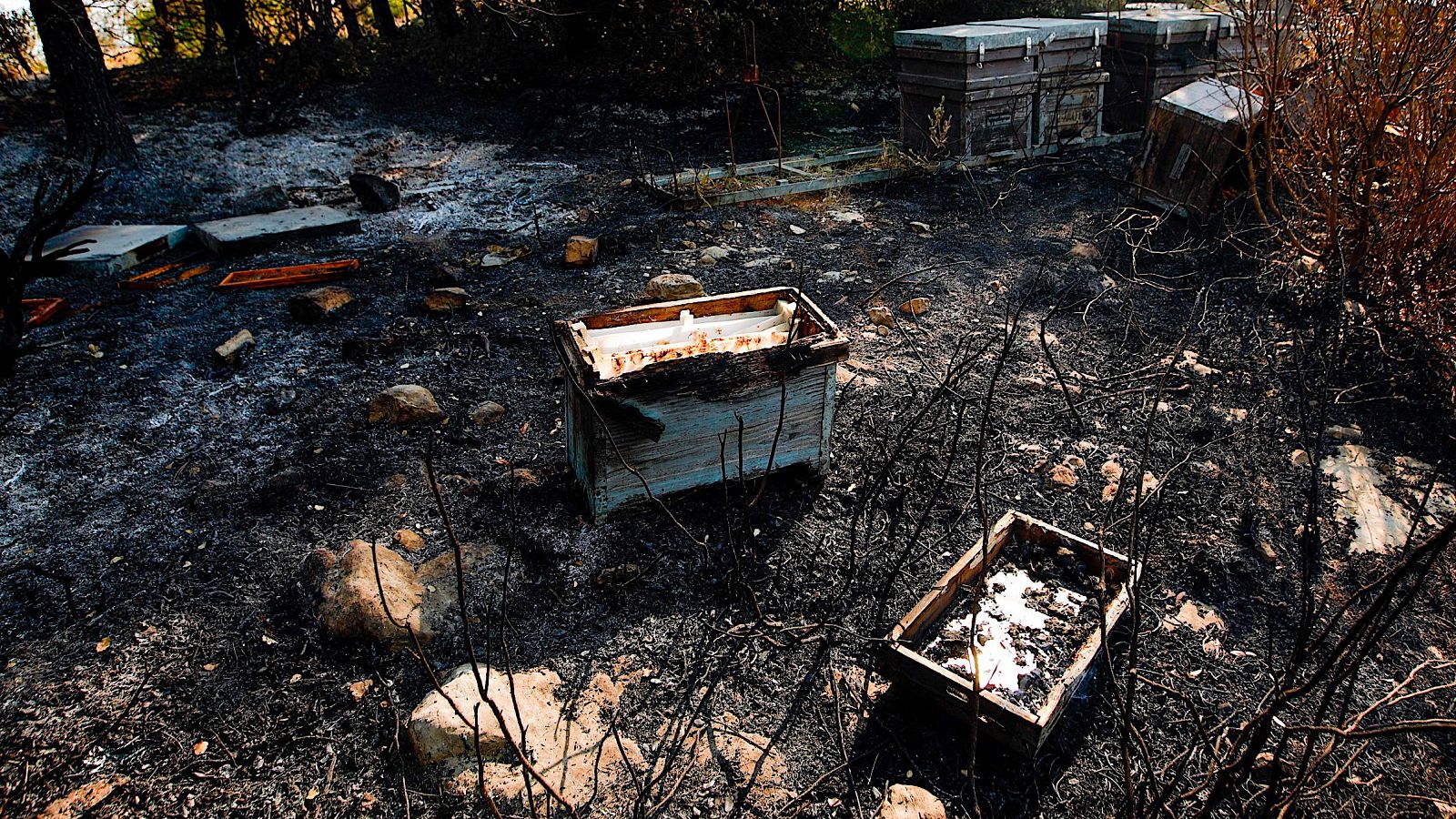 La falta de rebaños favorece la expansión de los incendios | Ver