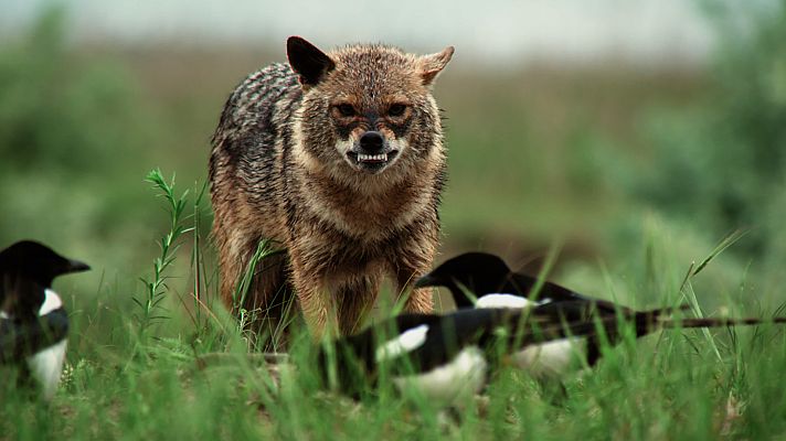 Luchadores salvajes - La lucha por la comida