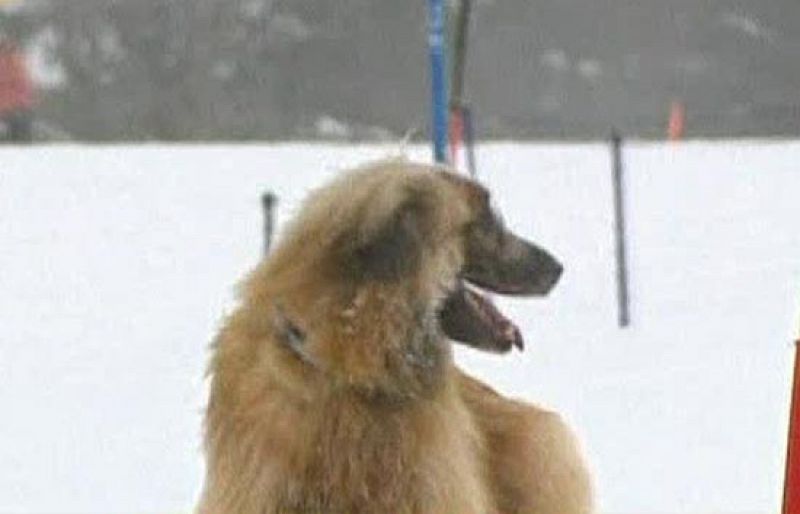 Vancouver ya se está preparando para acoger los Juegos Olímpicos de Invierno. Antes de los atletas, perros adiestrados han competido en la nieve por las medallas.