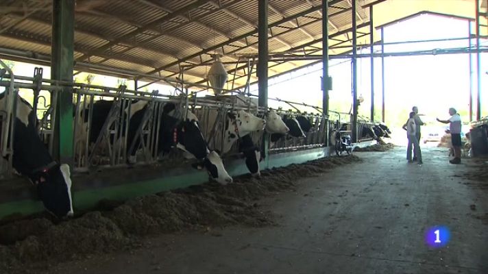 L'Informatiu - Més carn avui però menys llet demà