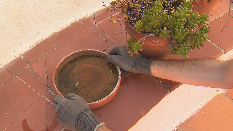 La calor i la sequera, les millors aliades contra els mosquits