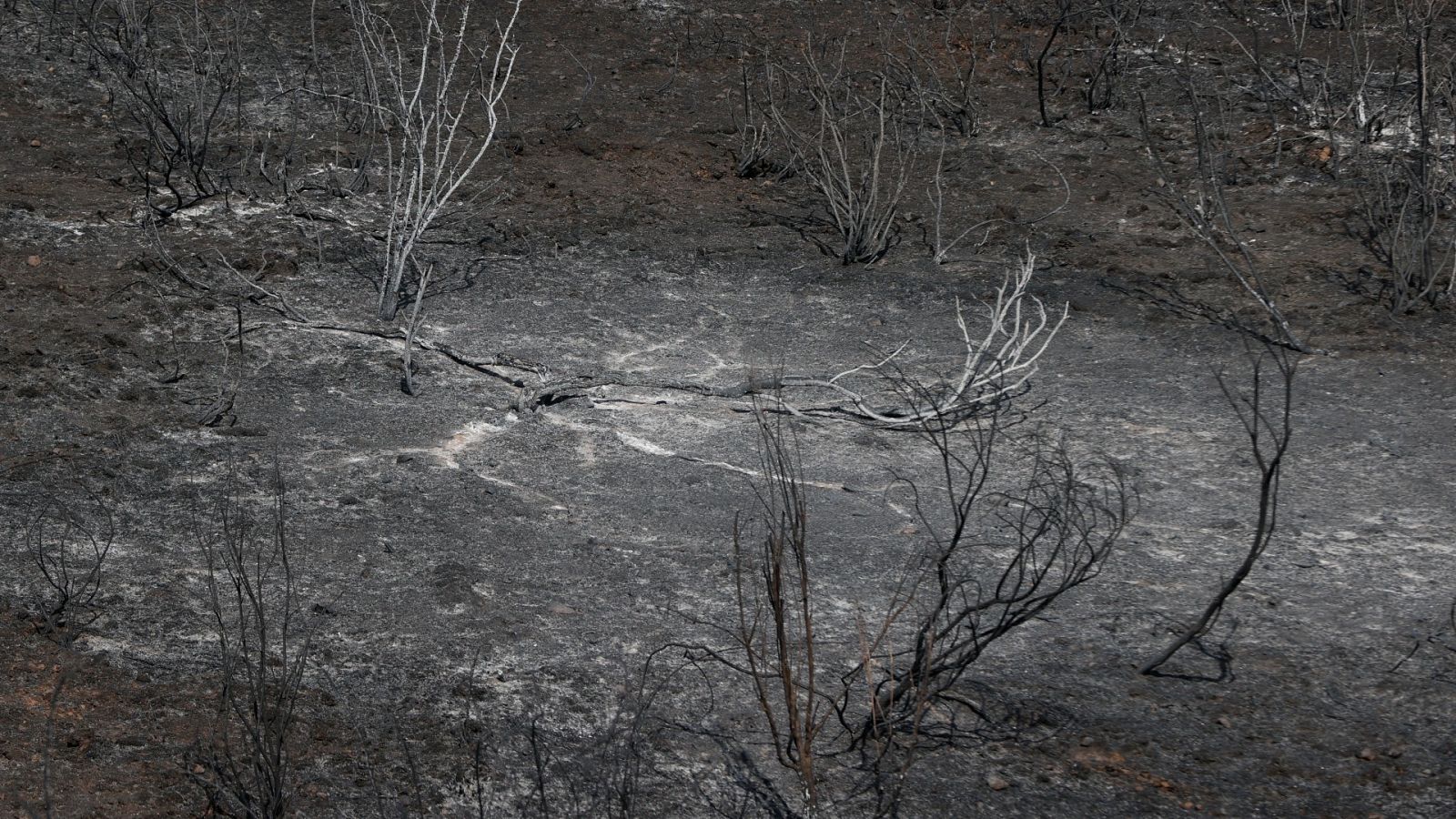 ¿Qué ocurre con los restos que dejan los incendios forestales?