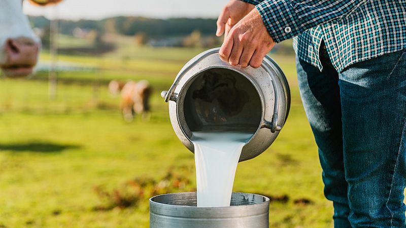 La sequía y la inflación afixian a las granjas de leche