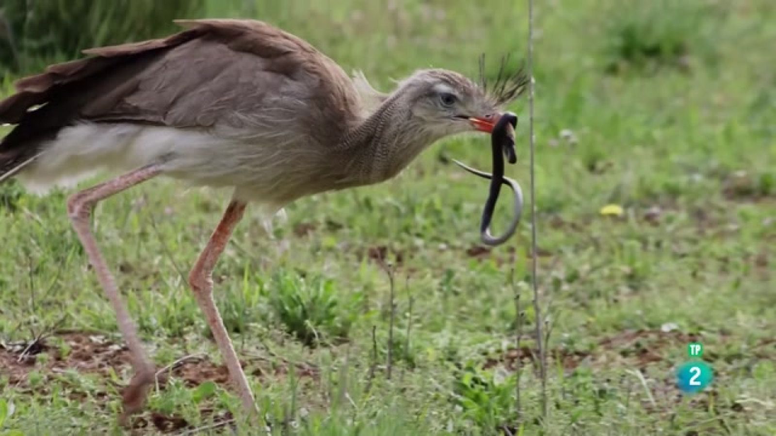 Planeta selva - WildLatam - El Pantanal i el Cerrado