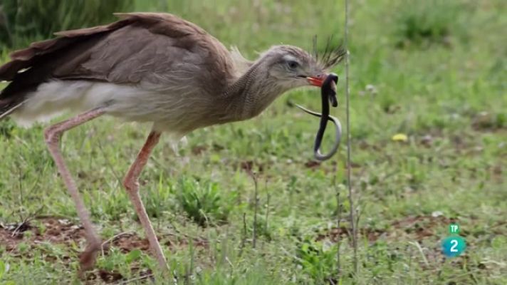 Som Documentals - El Pantanal i el Cerrado