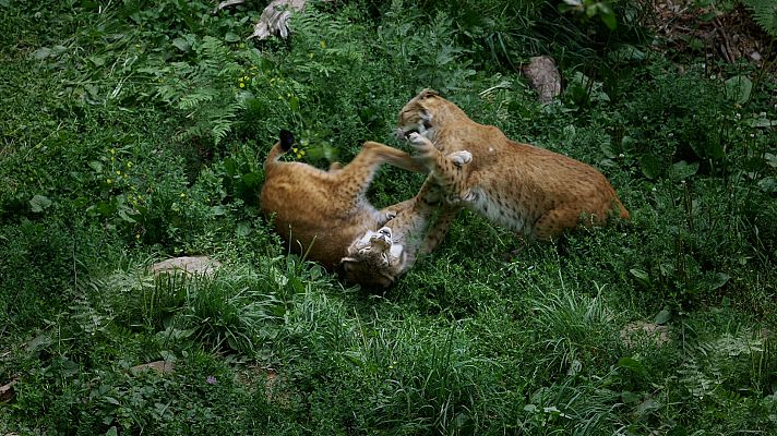 La lucha por el amor