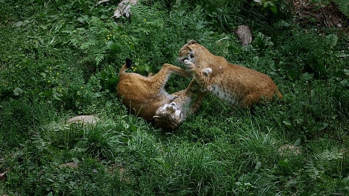 La lucha por el amor