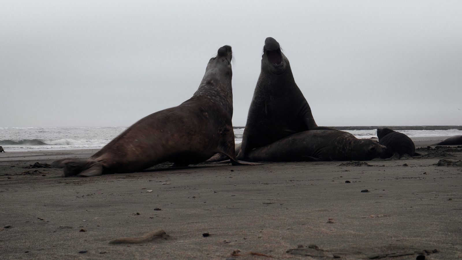 Luchadores salvajes - Episodio 5: La lucha por el territorio - ver ahora