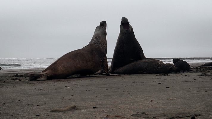 Luchadores salvajes - La lucha por el territorio