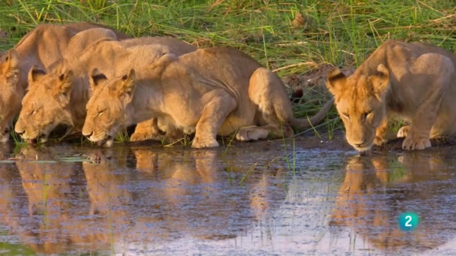 Grans Documentals - Àfrica immensa: El delta de l'Okavango