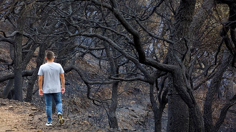 Adelantan la venta de la madera quemada por los incendios para evitar plagas