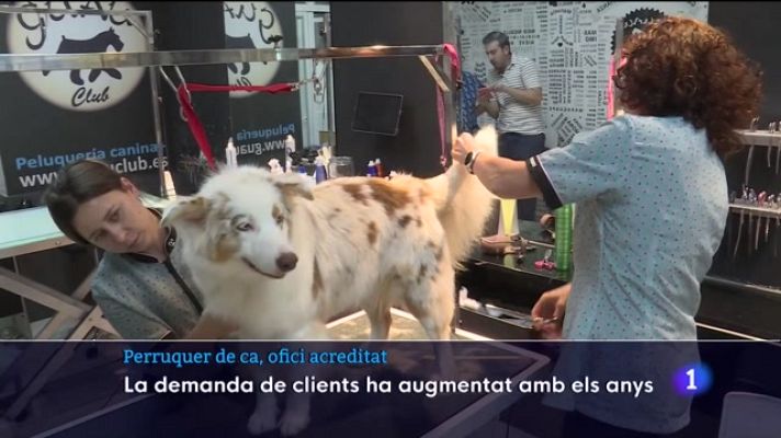 Informatiu Balear - Balears, primera comunitat en acreditar la professió de perruquers canins 