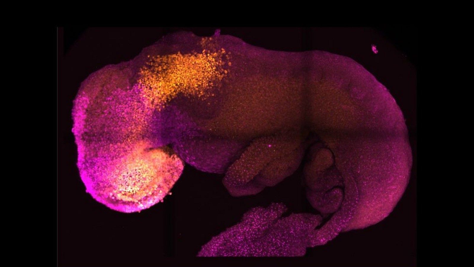Una investigación logra crear embriones sintéticos de ratón a partir de células madre