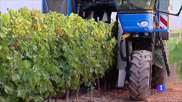 Telenavarra - Vendimia precoz