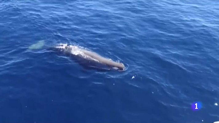 L'Informatiu - Cetacis a les platges