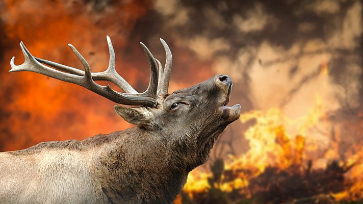 Los incendios arrasan con la vida animal de los bosques